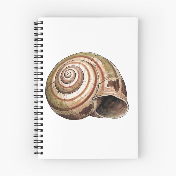 Item preview, Empty Snail Shell designed and sold by Sumi & Stone.