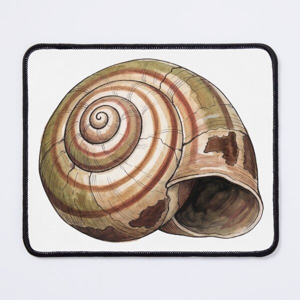 Item preview, Empty Snail Shell designed and sold by Sumi & Stone.