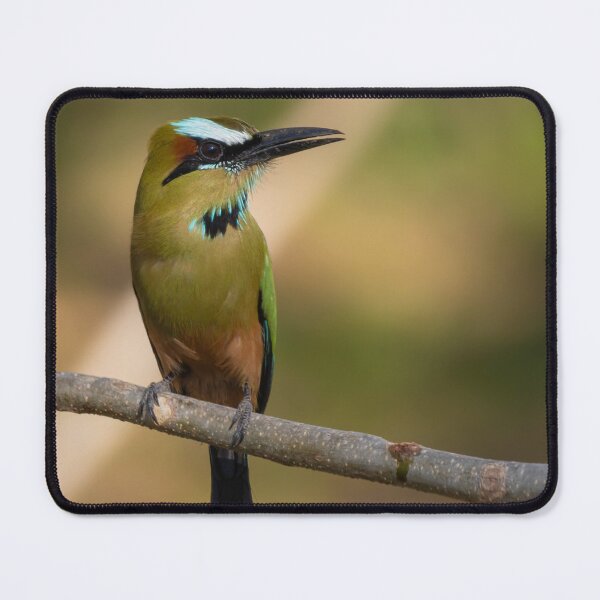 Item preview, Turquoise-browed Motmot designed and sold by smacdonn.