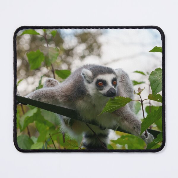 Item preview, Lemur in the Open Air designed and sold by rawshutterbug.