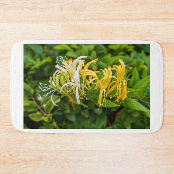 Item preview, Yellow and White Honeysuckle Flowers Blooming on Green Shrub Close-Up Garden Photo designed and sold by Nmallia.