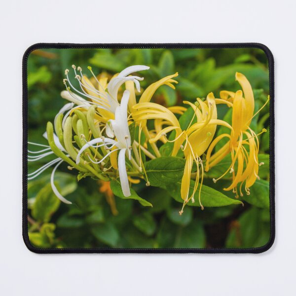 Item preview, Yellow and White Honeysuckle Flowers Blooming on Green Shrub Close-Up Garden Photo designed and sold by Nmallia.