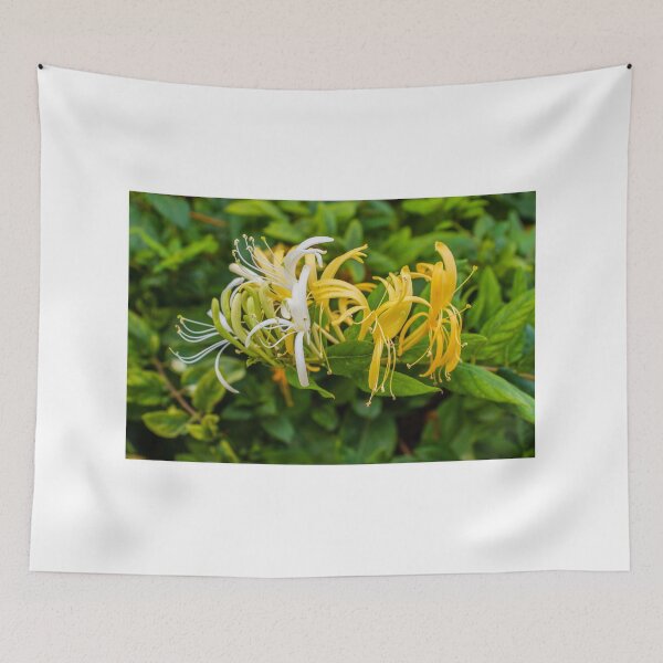 Item preview, Yellow and White Honeysuckle Flowers Blooming on Green Shrub Close-Up Garden Photo designed and sold by Nmallia.