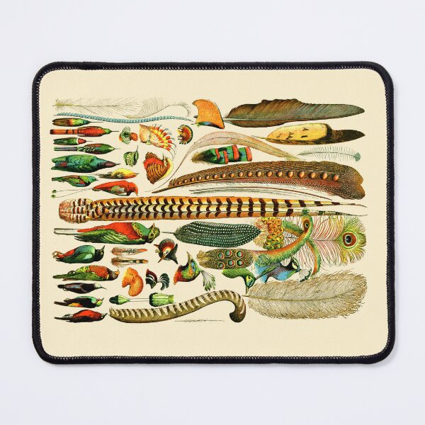 Item preview, Exotic Feathers: Vintage Collection Print designed and sold by Mr Mustard Prints.
