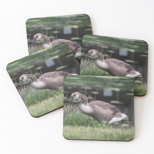 Item preview, Young Canada gosling exploring its world designed and sold by Joel Bader.
