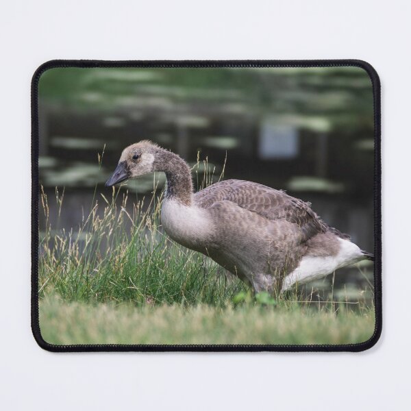 Item preview, Young Canada gosling exploring its world designed and sold by Joel Bader.