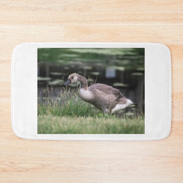 Item preview, Young Canada gosling exploring its world designed and sold by Joel Bader.