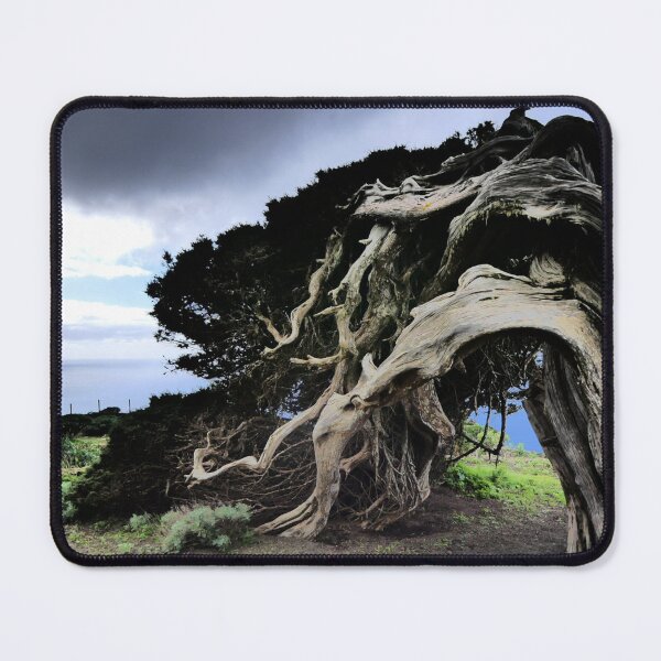 Item preview, Twisted by the Wind – The Legendary Tree of El Hierro designed and sold by Bwananyoka.