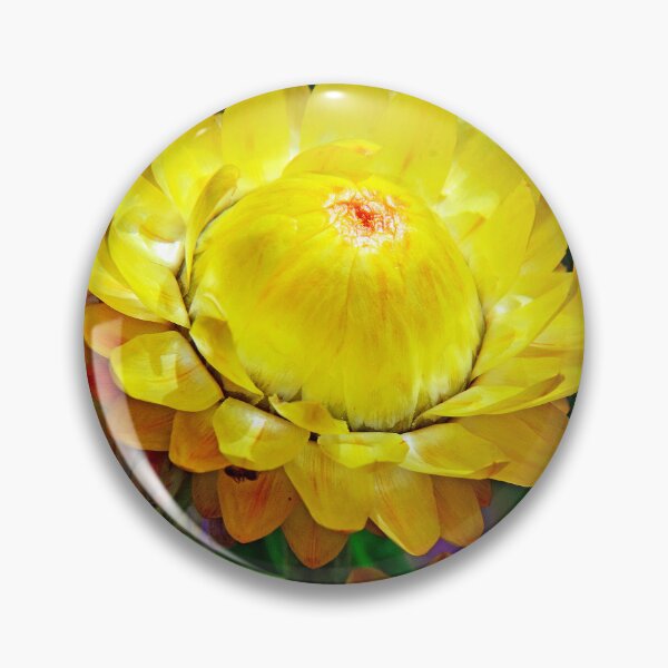 Item preview, Strawflower, Golden Everlasting, Full Bloom designed and sold by AMacGPhilly.