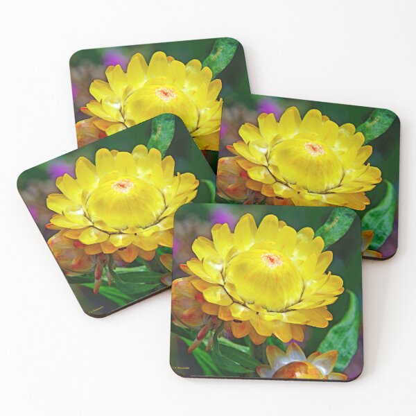 Item preview, Strawflower, Golden Everlasting, Full Bloom designed and sold by AMacGPhilly.