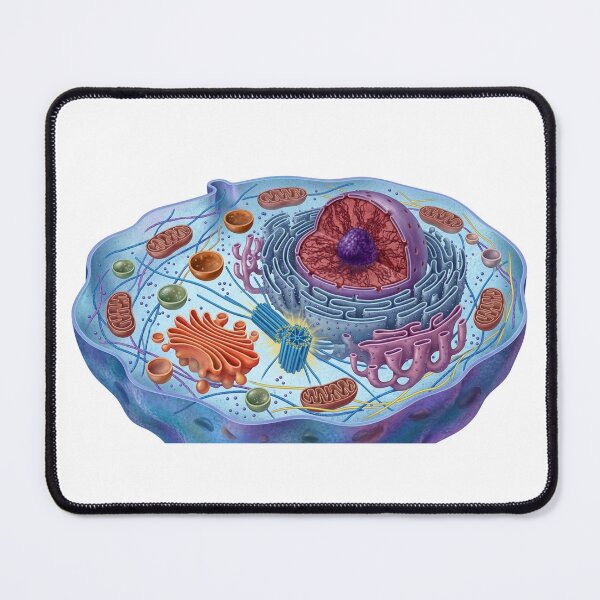 Item preview, Animal Cell designed and sold by Chaoscience.