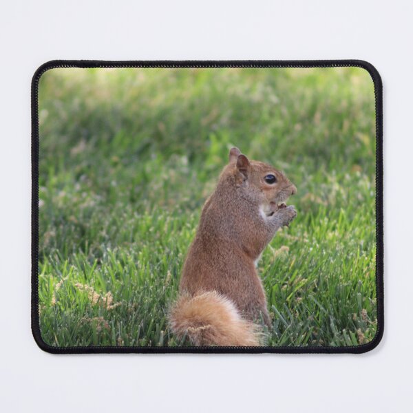 Item preview, Squirrel designed and sold by Courbney .