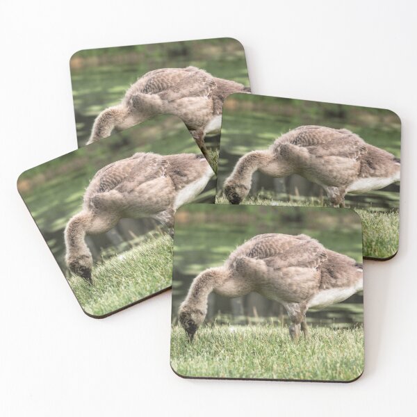 Item preview, A young gosling harvests for food. designed and sold by Joel Bader.