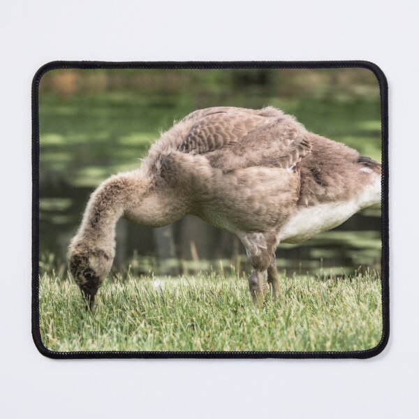 Item preview, A young gosling harvests for food. designed and sold by Joel Bader.