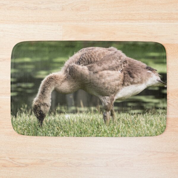 Item preview, A young gosling harvests for food. designed and sold by Joel Bader.