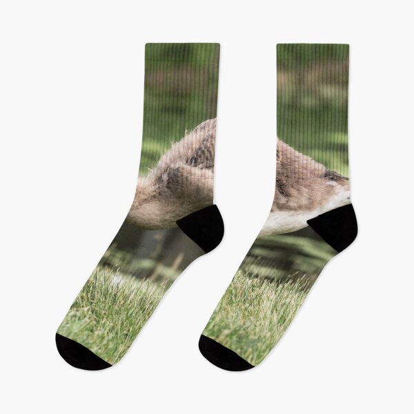 Item preview, A young gosling harvests for food. designed and sold by Joel Bader.