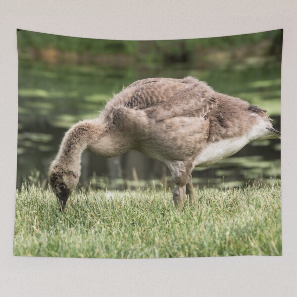 Item preview, A young gosling harvests for food. designed and sold by Joel Bader.
