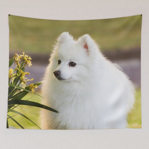 Item preview, Sunlit Spitz designed and sold by KarenWoodArt.