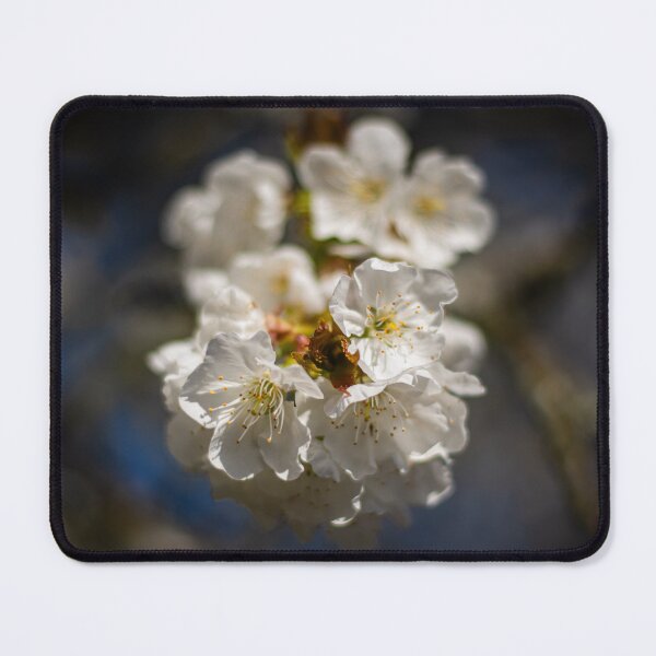 Item preview, White Cherry Blossom Photography designed and sold by Elsterart.
