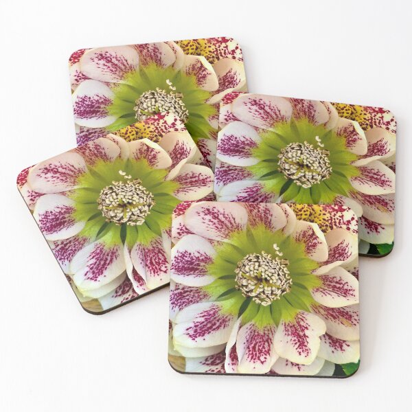 Item preview, Hellebores 'Confetti Cake' Close-Up designed and sold by bjtomiko.