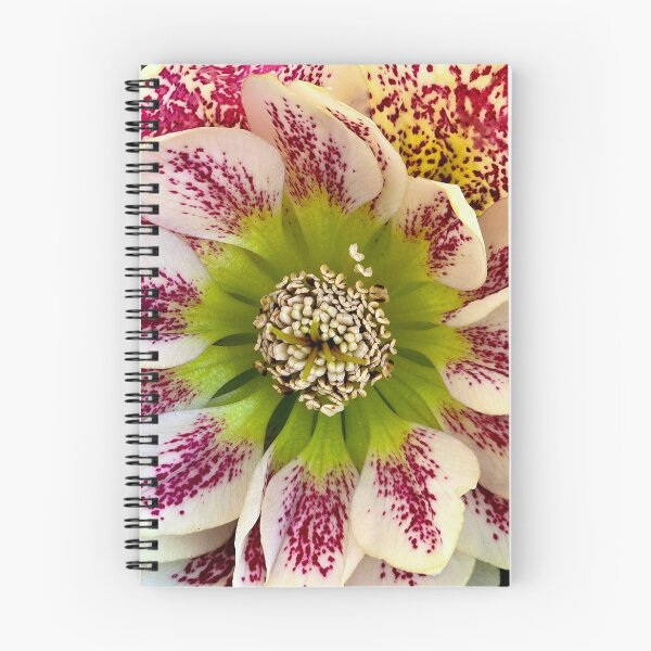 Item preview, Hellebores 'Confetti Cake' Close-Up designed and sold by bjtomiko.