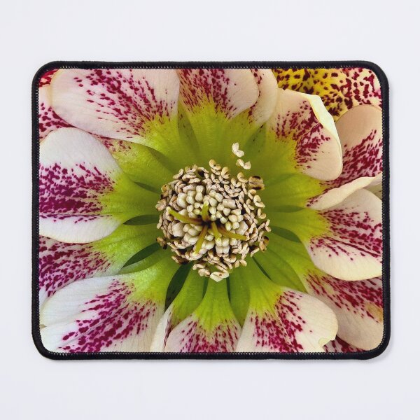 Item preview, Hellebores 'Confetti Cake' Close-Up designed and sold by bjtomiko.