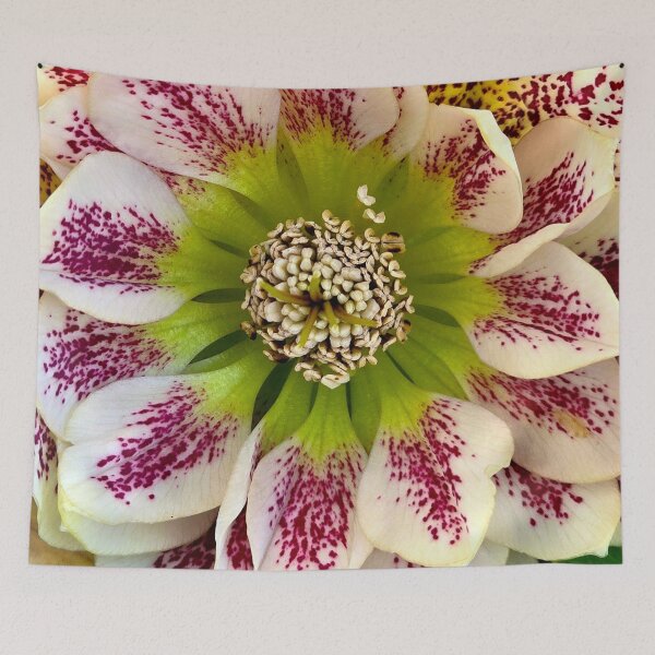 Item preview, Hellebores 'Confetti Cake' Close-Up designed and sold by bjtomiko.