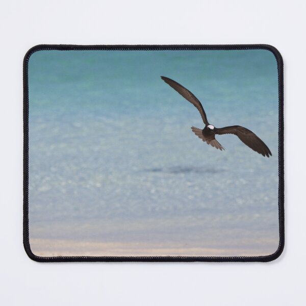 Item preview, Black noddy in flight designed and sold by ngrimley.