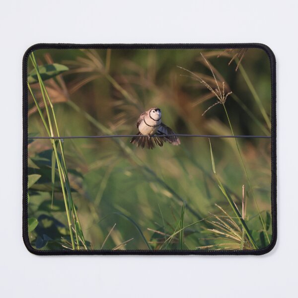Item preview, Double barred finch designed and sold by ngrimley.