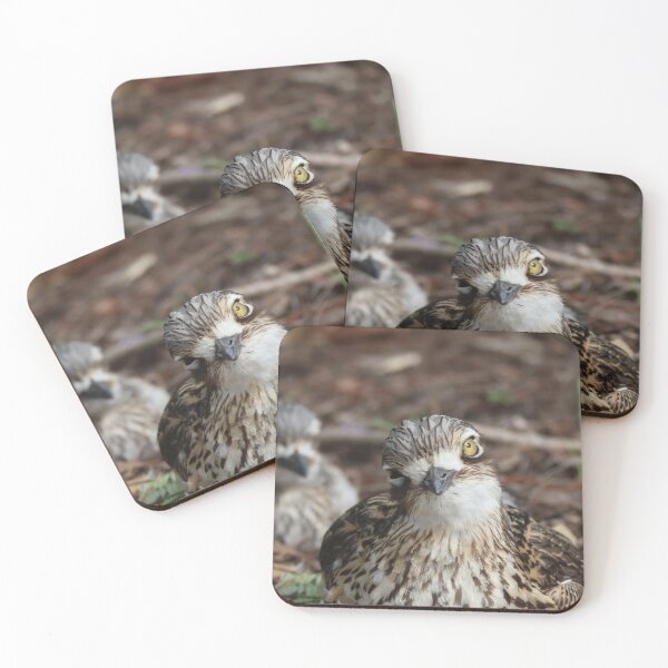 Item preview, bush-stone curlew designed and sold by ngrimley.
