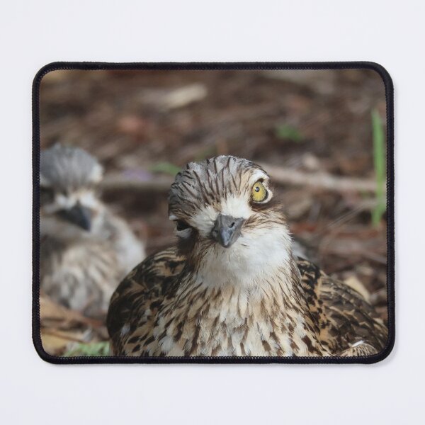 Item preview, bush-stone curlew designed and sold by ngrimley.