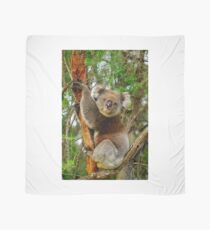 Koala Scarf