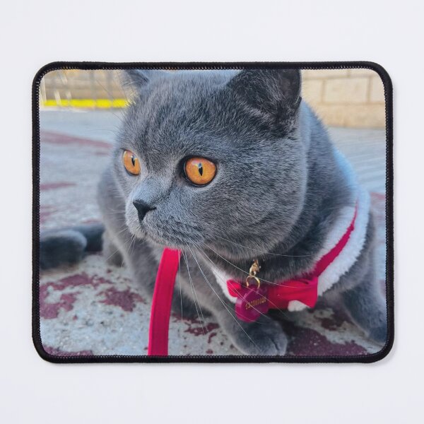 Item preview, Cat with Laneway Festival aGlasses designed and sold by Arongraper.