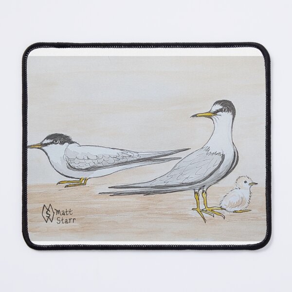 Item preview, Least terns with baby chick designed and sold by Matt Starr Fine Art .