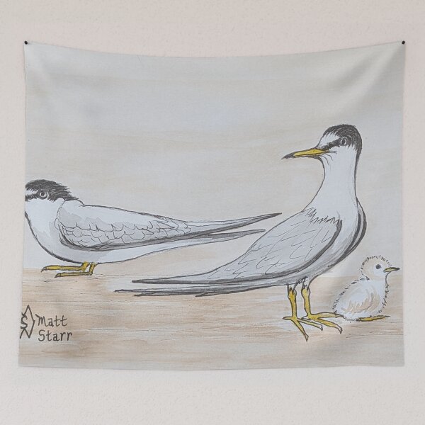 Item preview, Least terns with baby chick designed and sold by Matt Starr Fine Art .