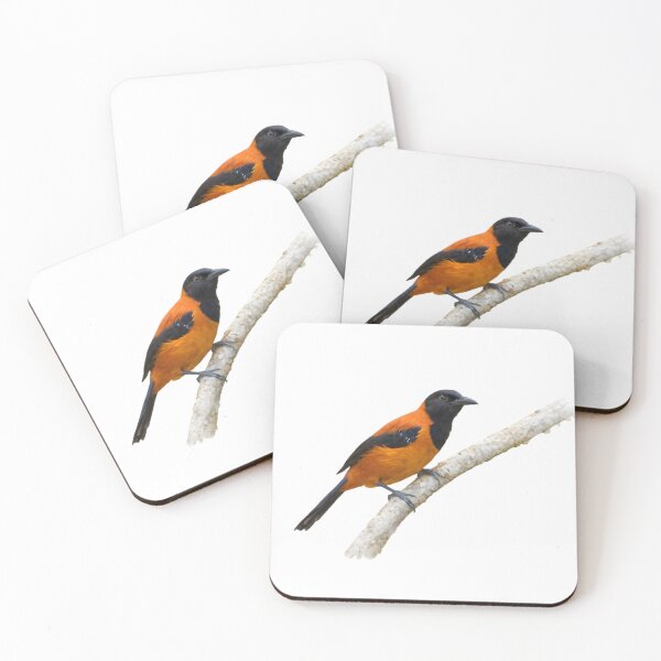 Item preview, Hooded Pitohui (Pitohui dichrous) designed and sold by HOMETOWN86.