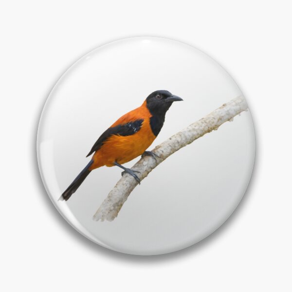 Item preview, Hooded Pitohui (Pitohui dichrous) designed and sold by HOMETOWN86.