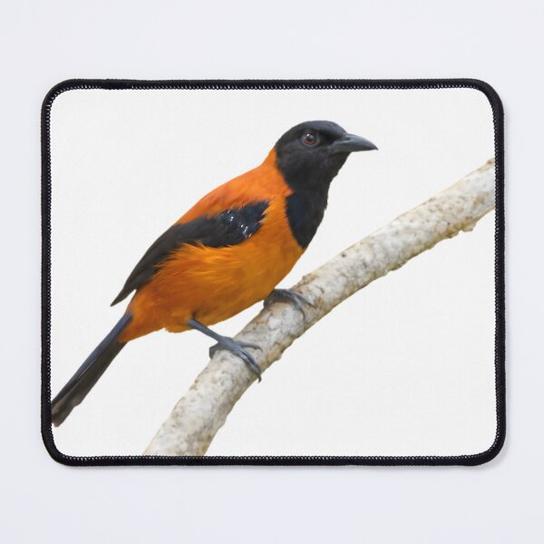 Item preview, Hooded Pitohui (Pitohui dichrous) designed and sold by HOMETOWN86.
