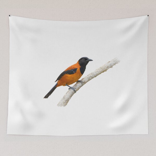 Item preview, Hooded Pitohui (Pitohui dichrous) designed and sold by HOMETOWN86.