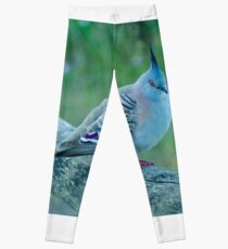 Crested Pigeon Leggings