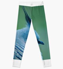 Crested Pigeon Leggings