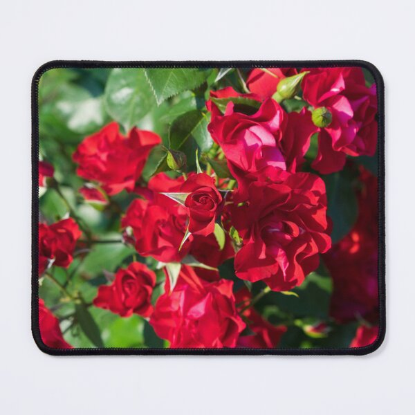 Item preview, Vibrant Carmine Red Blooming Roses designed and sold by Georgia Mizuleva.