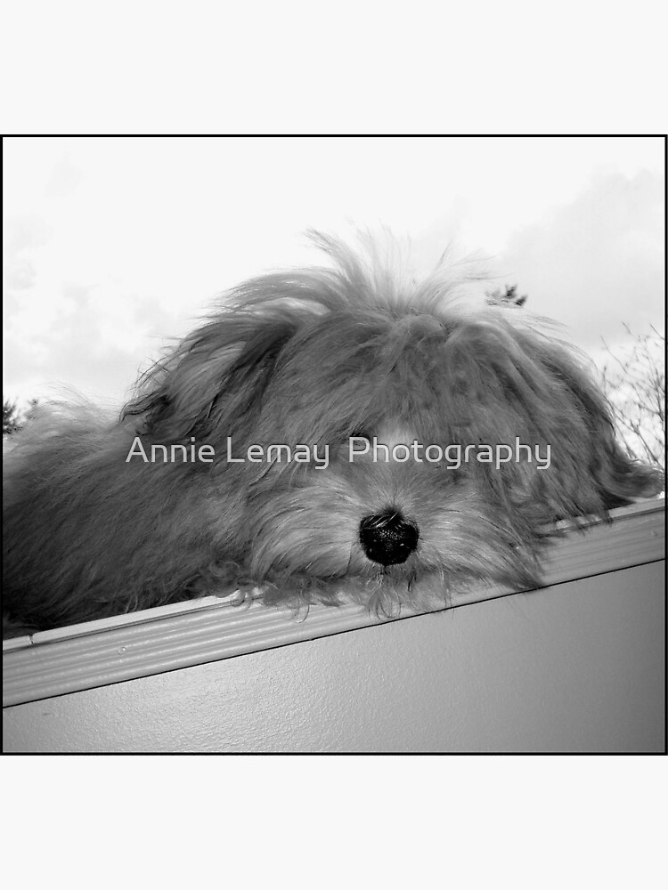 Dog Day Afternoon by ajlphotography
