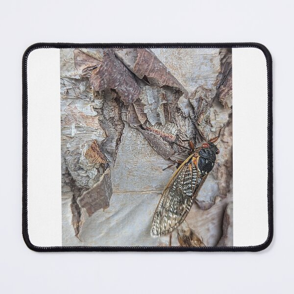 Item preview, Cicada  designed and sold by Shelly's backyard.