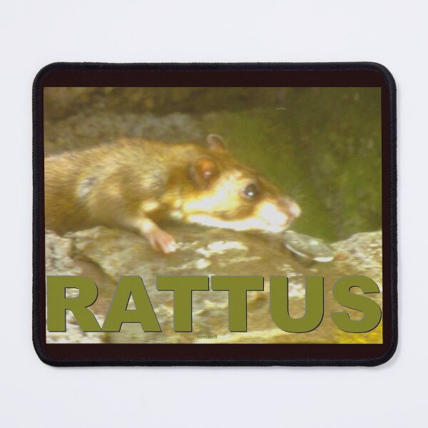 Item preview, A rattus on the hunt designed and sold by ZoffArt-Shop.