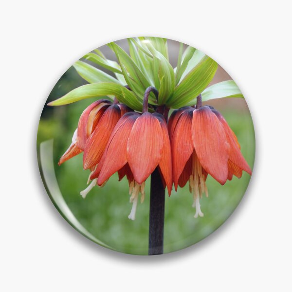 Item preview, Red Crown Imperial Fritillaria Spring Flower designed and sold by pinkal.