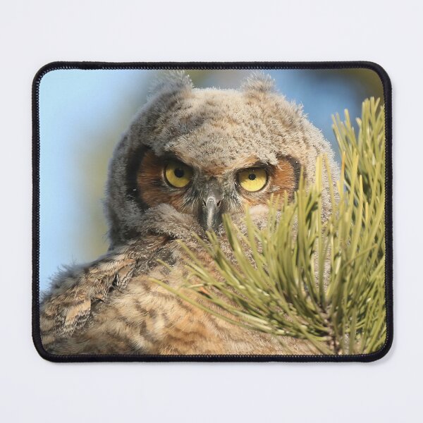 Item preview, Great horned owlet designed and sold by locustgirl.