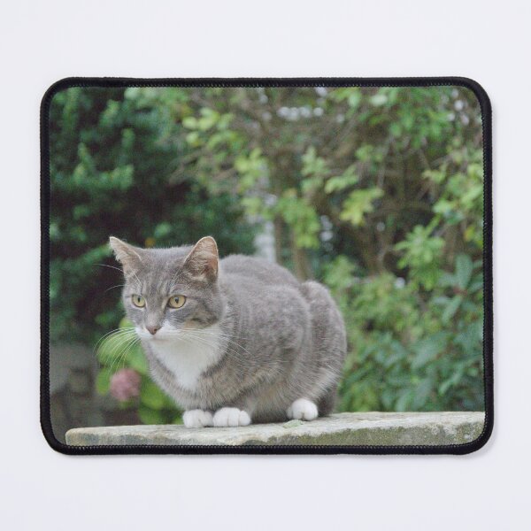 Item preview, Pensive cat designed and sold by edsemporiumofphotos.