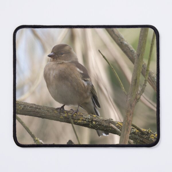 Item preview, Female Chaffinch designed and sold by edsemporiumofphotos.