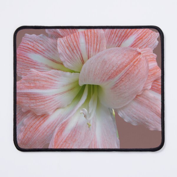 Item preview, Still growing, Giant Amadeus Amaryllis designed and sold by Flow Relaxing.